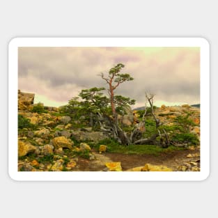 A natural Patagonian bonsai Sticker